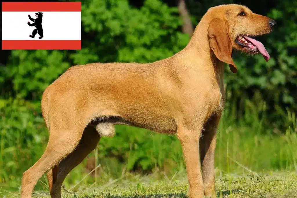 Segugio Italiano Züchter mit Welpen Berlin