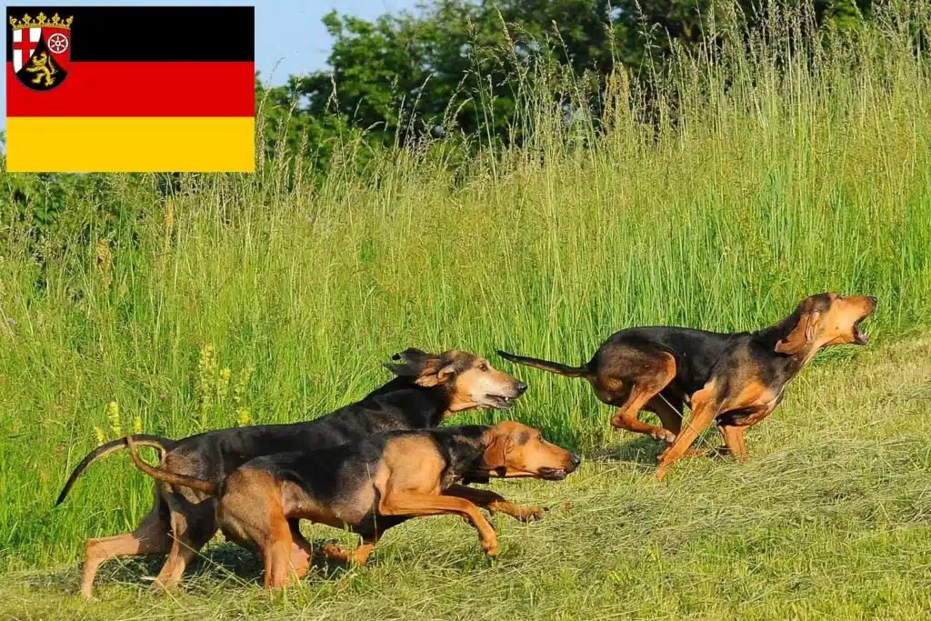 Segugio Italiano Züchter mit Welpen Rheinland-Pfalz
