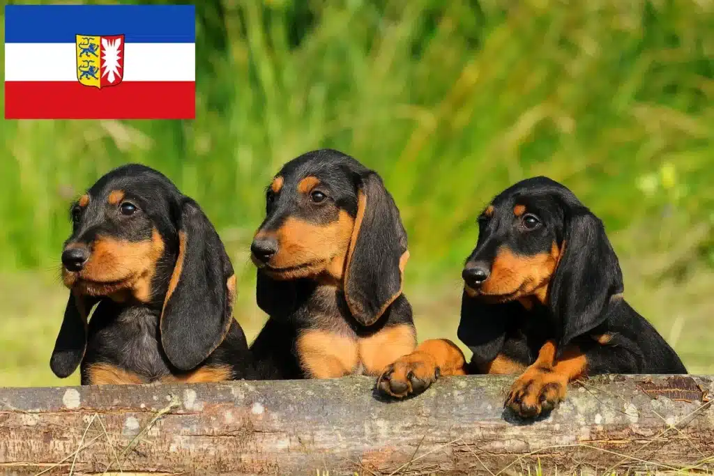 Segugio Italiano Züchter mit Welpen Schleswig-Holstein