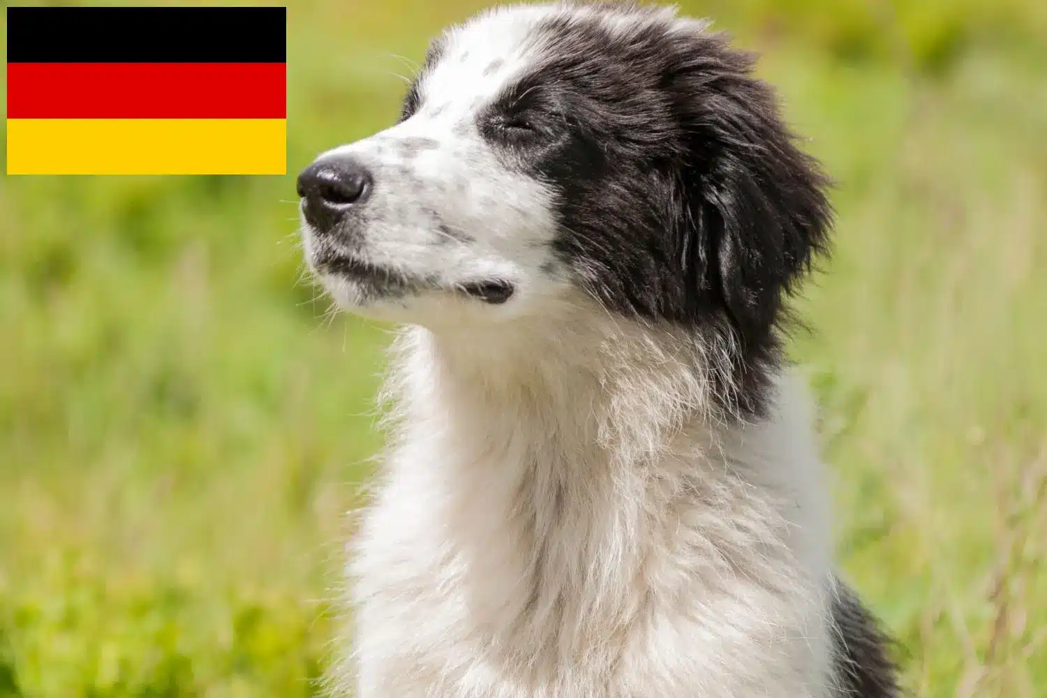 Tornjak Züchter und Welpen in Deutschland DogWeb Hundeportal