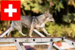 Read more about the article Västgötaspets Züchter und Welpen in der Schweiz
