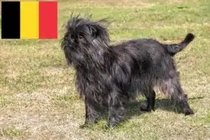 Mehr über den Artikel erfahren Affenpinscher Züchter und Welpen in Belgien