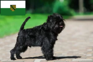 Mehr über den Artikel erfahren Affenpinscher Züchter und Welpen in Sachsen