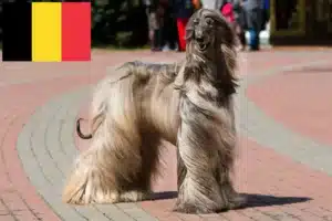 Mehr über den Artikel erfahren Afghanischer Windhund Züchter und Welpen in Belgien