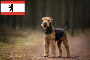 Mehr über den Artikel erfahren Airedale Terrier Züchter und Welpen in Berlin