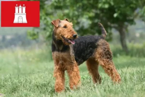 Mehr über den Artikel erfahren Airedale Terrier Züchter und Welpen in Hamburg