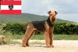 Mehr über den Artikel erfahren Airedale Terrier Züchter und Welpen in Österreich