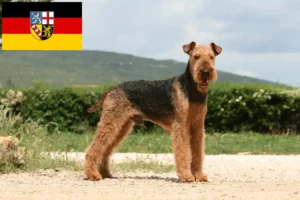 Mehr über den Artikel erfahren Airedale Terrier Züchter und Welpen im Saarland