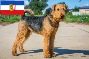 Mehr über den Artikel erfahren Airedale Terrier Züchter und Welpen in Schleswig-Holstein