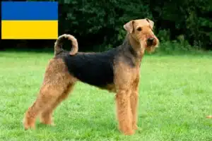 Mehr über den Artikel erfahren Airedale Terrier Züchter und Welpen in der Ukraine