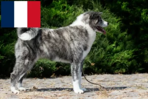 Mehr über den Artikel erfahren Akita Züchter und Welpen in Frankreich