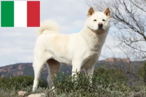 Mehr über den Artikel erfahren Akita Züchter und Welpen in Italien