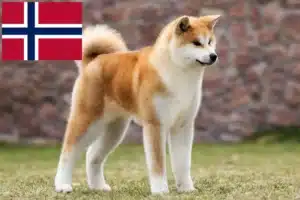 Mehr über den Artikel erfahren Akita Züchter und Welpen in Norwegen