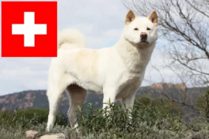 Mehr über den Artikel erfahren Akita Züchter und Welpen in der Schweiz