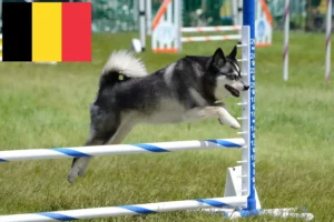 Mehr über den Artikel erfahren Alaskan Klee Kai Züchter und Welpen in Belgien