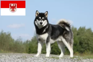 Mehr über den Artikel erfahren Alaskan Malamute Züchter und Welpen in Brandenburg