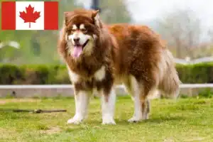 Mehr über den Artikel erfahren Alaskan Malamute Züchter und Welpen in Kanada