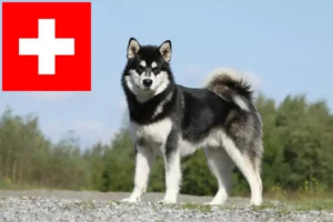 Mehr über den Artikel erfahren Alaskan Malamute Züchter und Welpen in der Schweiz