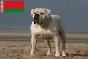 Mehr über den Artikel erfahren American Bulldog Züchter und Welpen in Belarus