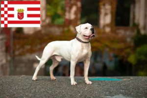 Mehr über den Artikel erfahren American Bulldog Züchter und Welpen in Bremen