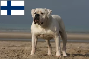 Mehr über den Artikel erfahren American Bulldog Züchter und Welpen in Finnland