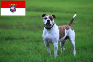 Mehr über den Artikel erfahren American Bulldog Züchter und Welpen in Hessen