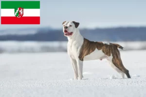 Mehr über den Artikel erfahren American Bulldog Züchter und Welpen in Nordrhein-Westfalen