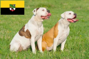 Mehr über den Artikel erfahren American Bulldog Züchter und Welpen in Sachsen-Anhalt