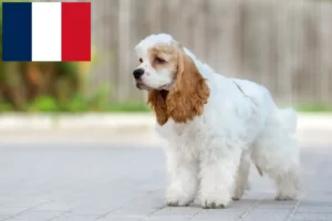 Mehr über den Artikel erfahren American Cocker Spaniel Züchter und Welpen in Frankreich