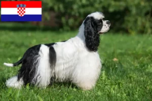 Mehr über den Artikel erfahren American Cocker Spaniel Züchter und Welpen in Kroatien