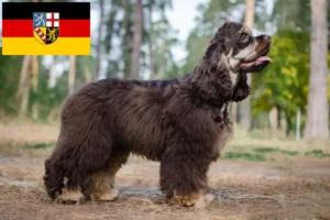 Mehr über den Artikel erfahren American Cocker Spaniel Züchter und Welpen im Saarland