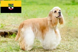 Mehr über den Artikel erfahren American Cocker Spaniel Züchter und Welpen in Sachsen-Anhalt