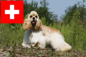 Mehr über den Artikel erfahren American Cocker Spaniel Züchter und Welpen in der Schweiz