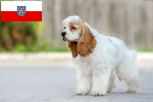 Mehr über den Artikel erfahren American Cocker Spaniel Züchter und Welpen in Thüringen