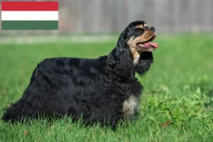 Mehr über den Artikel erfahren American Cocker Spaniel Züchter und Welpen in Ungarn