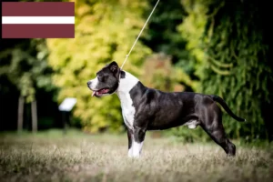 Mehr über den Artikel erfahren American Staffordshire Terrier Züchter und Welpen in Lettland