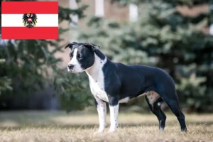 Mehr über den Artikel erfahren American Staffordshire Terrier Züchter und Welpen in Österreich