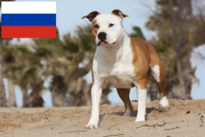 Mehr über den Artikel erfahren American Staffordshire Terrier Züchter und Welpen in Russland