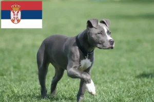 Mehr über den Artikel erfahren American Staffordshire Terrier Züchter und Welpen in Serbien