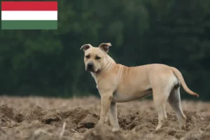 Mehr über den Artikel erfahren American Staffordshire Terrier Züchter und Welpen in Ungarn