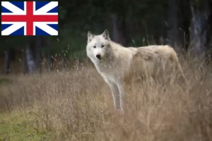 Mehr über den Artikel erfahren Amerikanischer Wolfshund Züchter und Welpen in Großbritannien