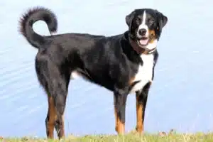 Mehr über den Artikel erfahren Appenzeller Sennenhund Züchter