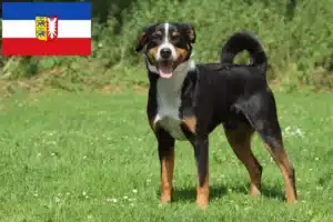 Mehr über den Artikel erfahren Appenzeller Sennenhund Züchter und Welpen in Schleswig-Holstein