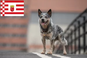 Mehr über den Artikel erfahren Australian Cattle Dog Züchter und Welpen in Bremen