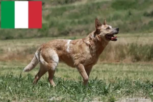 Mehr über den Artikel erfahren Australian Cattle Dog Züchter und Welpen in Italien