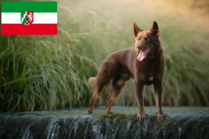 Mehr über den Artikel erfahren Australian Kelpie Züchter und Welpen in Nordrhein-Westfalen