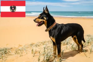 Mehr über den Artikel erfahren Australian Kelpie Züchter und Welpen in Österreich