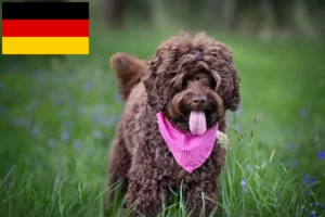 Mehr über den Artikel erfahren Australian Labradoodle Züchter und Welpen in Deutschland