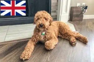 Mehr über den Artikel erfahren Australian Labradoodle Züchter und Welpen in Großbritannien