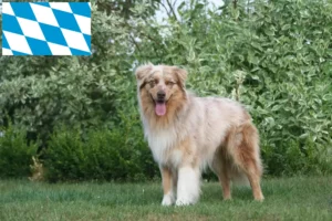 Mehr über den Artikel erfahren Australian Shepherd Züchter und Welpen in Bayern